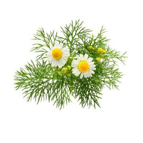 Chamomile Flower