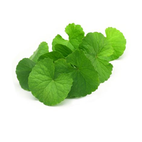 Gotu Kola