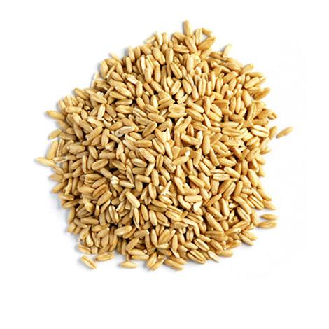 Organic Oat