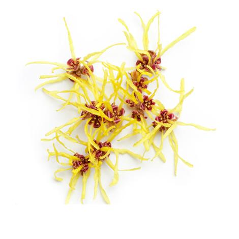 Witch Hazel